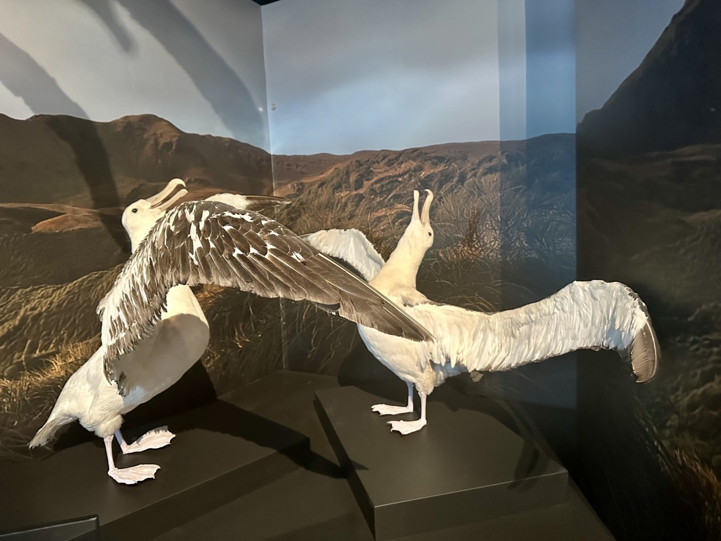 Wandering albatross (Diomedea exulans)