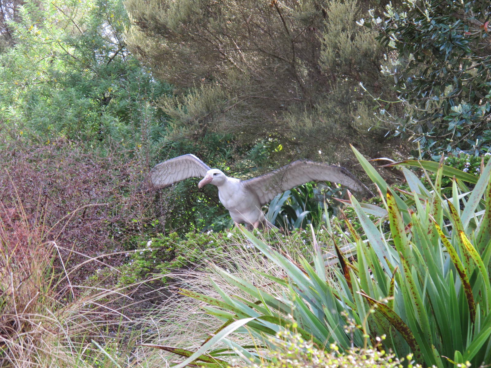Wandering Albatross - Te Wao Nui Auckland Zoo 2011