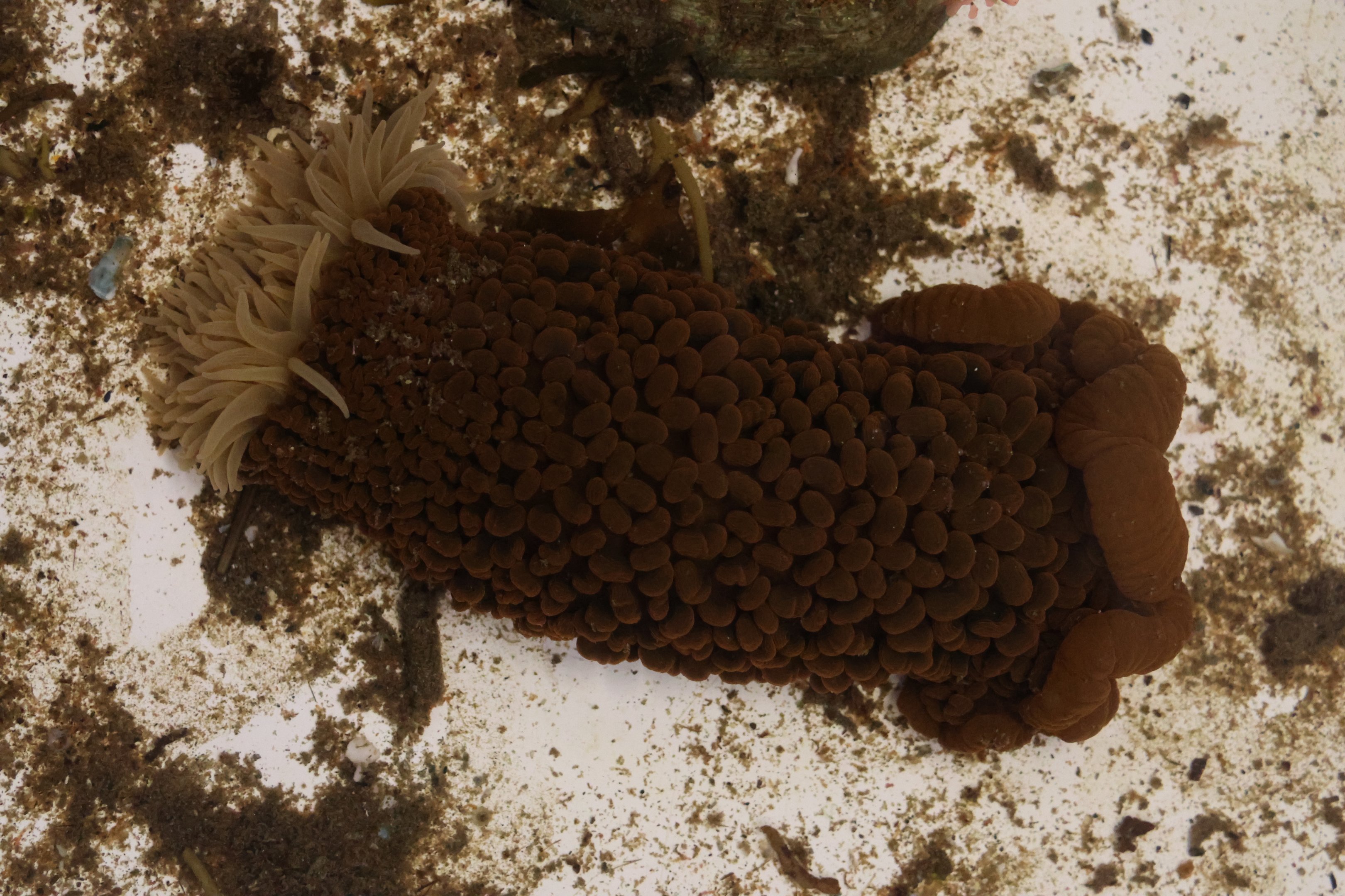 Wandering Anemone (Phlyctenactis tuberculosa), open day at VUW Coastal Ecology Laboratory (Island Bay, Wellington)