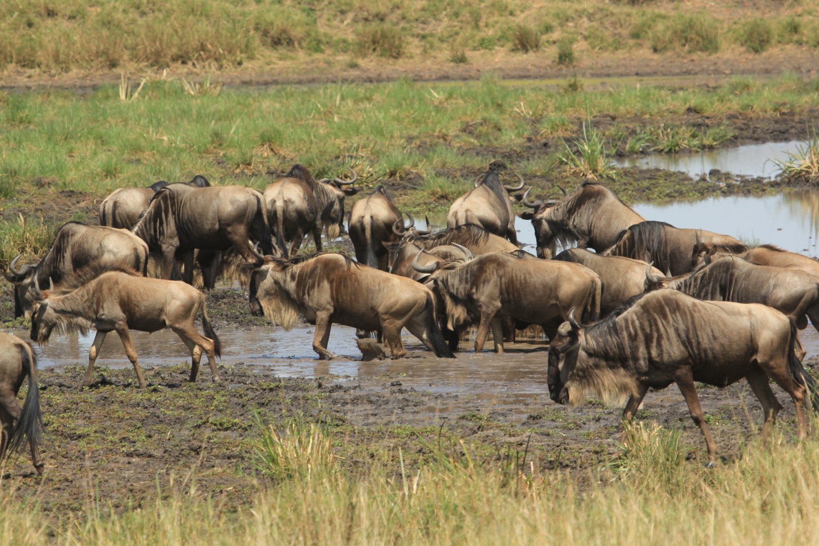 Wandering Brindled Gnus - Masai Mara (September 2018)