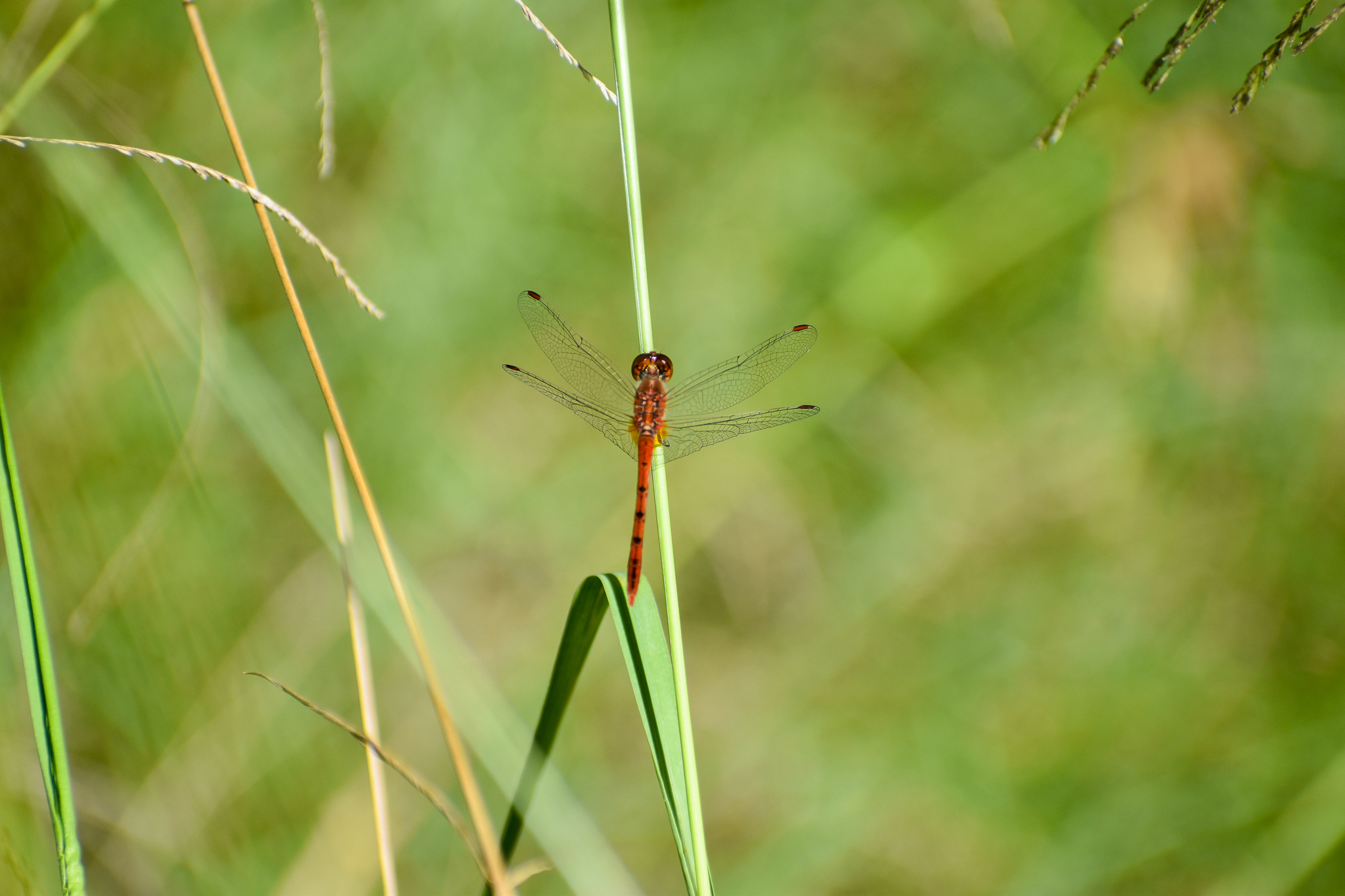 Wandering Percher (Diplacodes bipunctata)