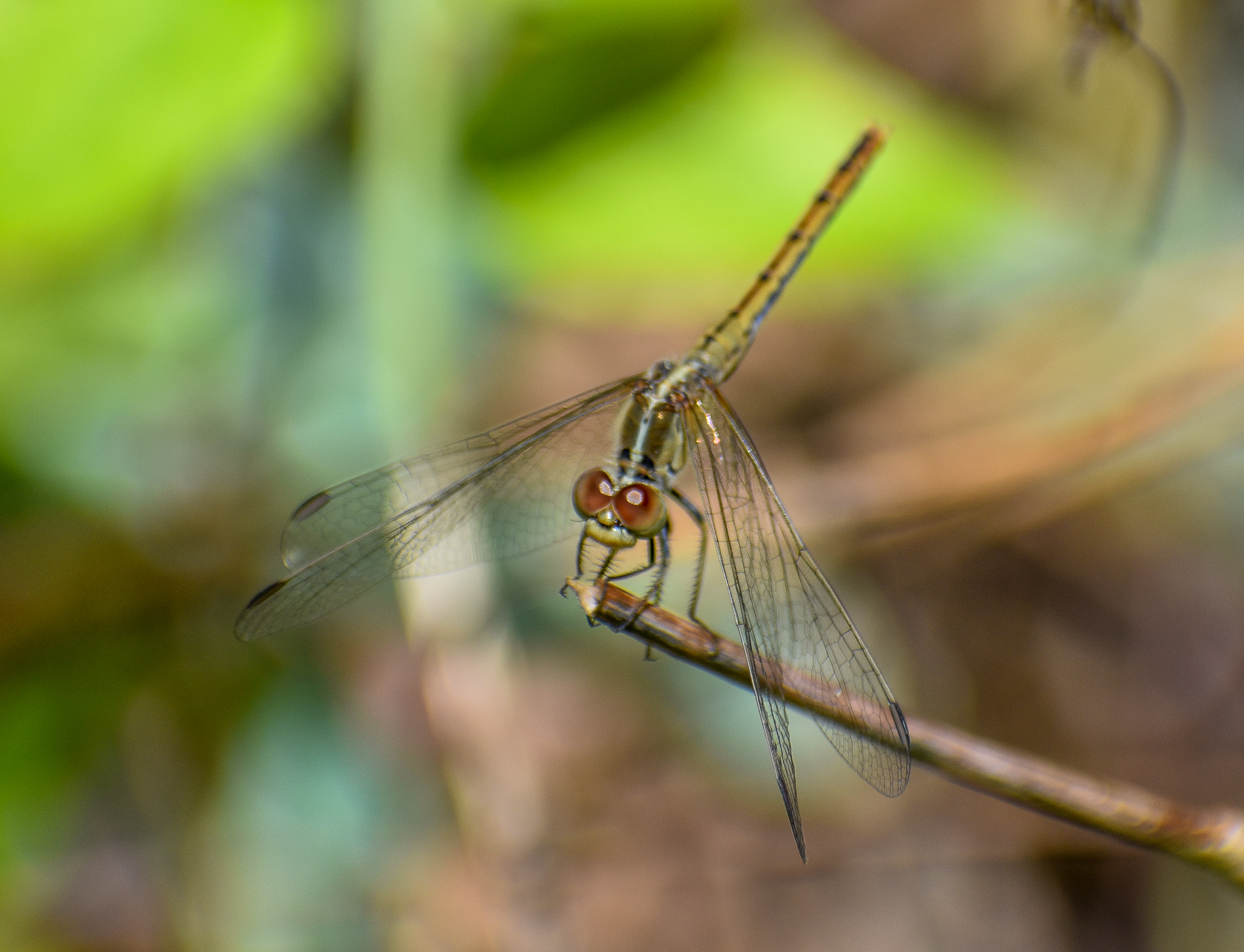 Wandering Percher, Diplacodes bipunctata