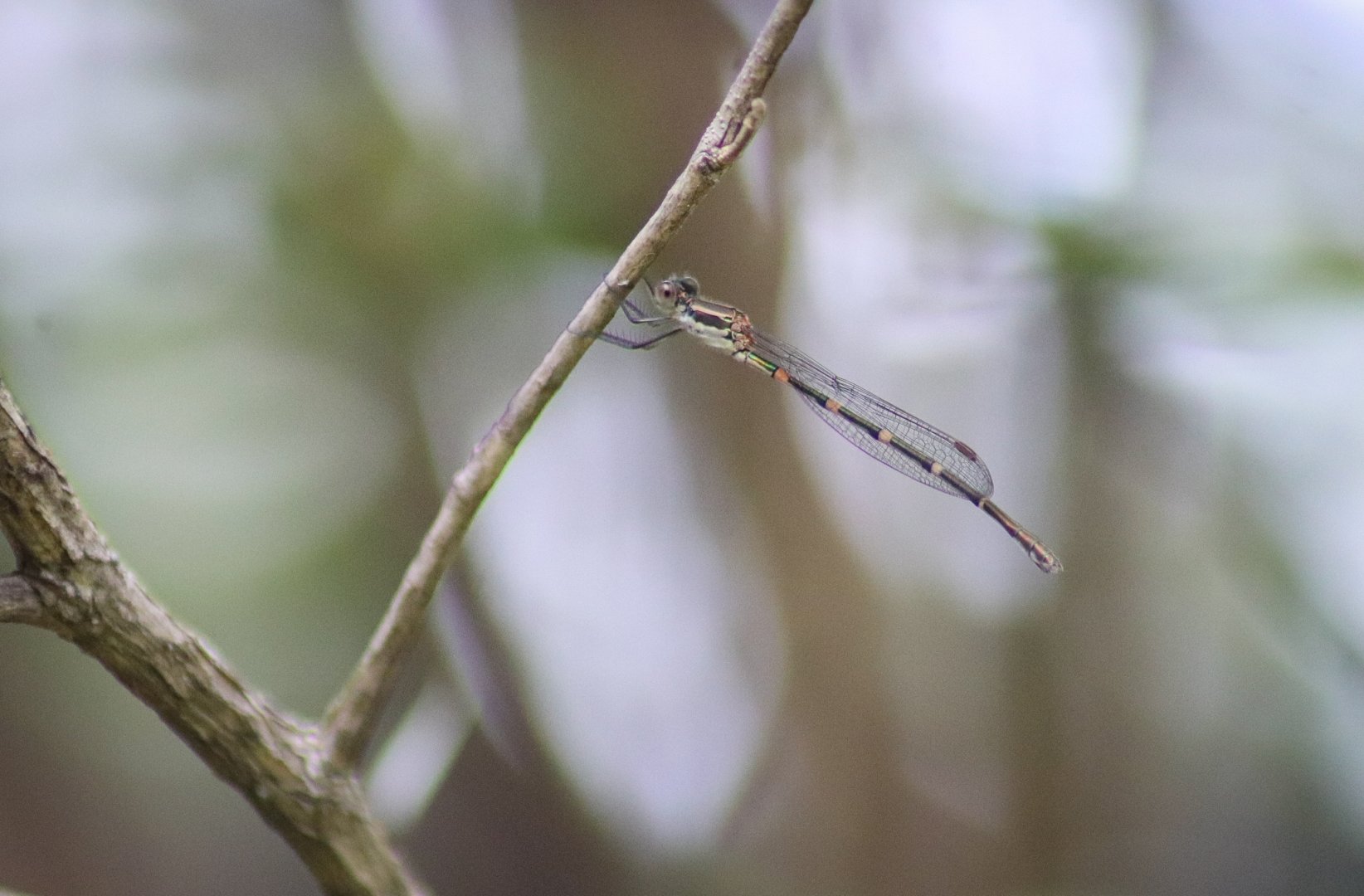 Wandering Ringtail (Austrolestes leda) - female