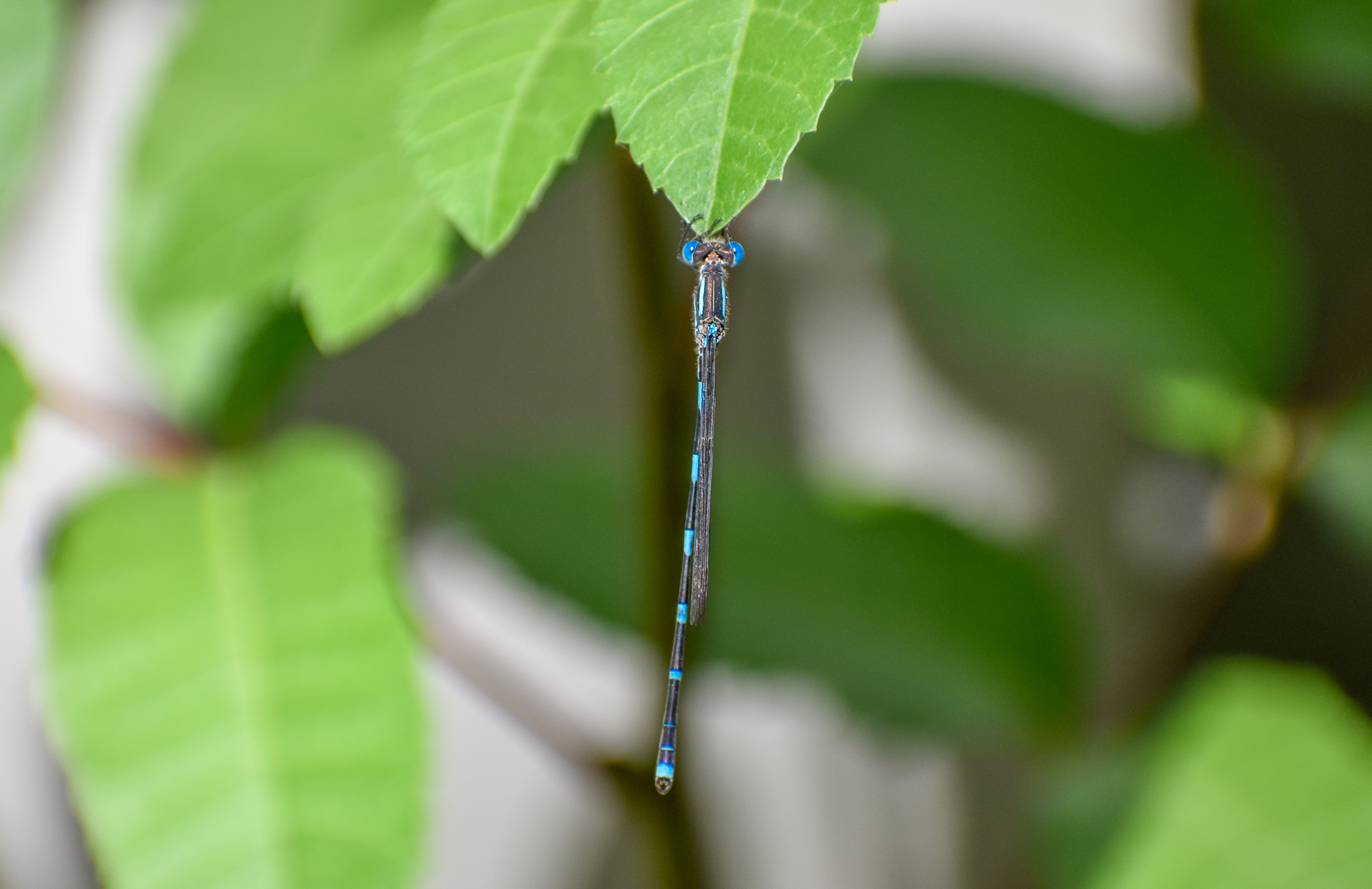 Wandering Ringtail, Austrolestes leda