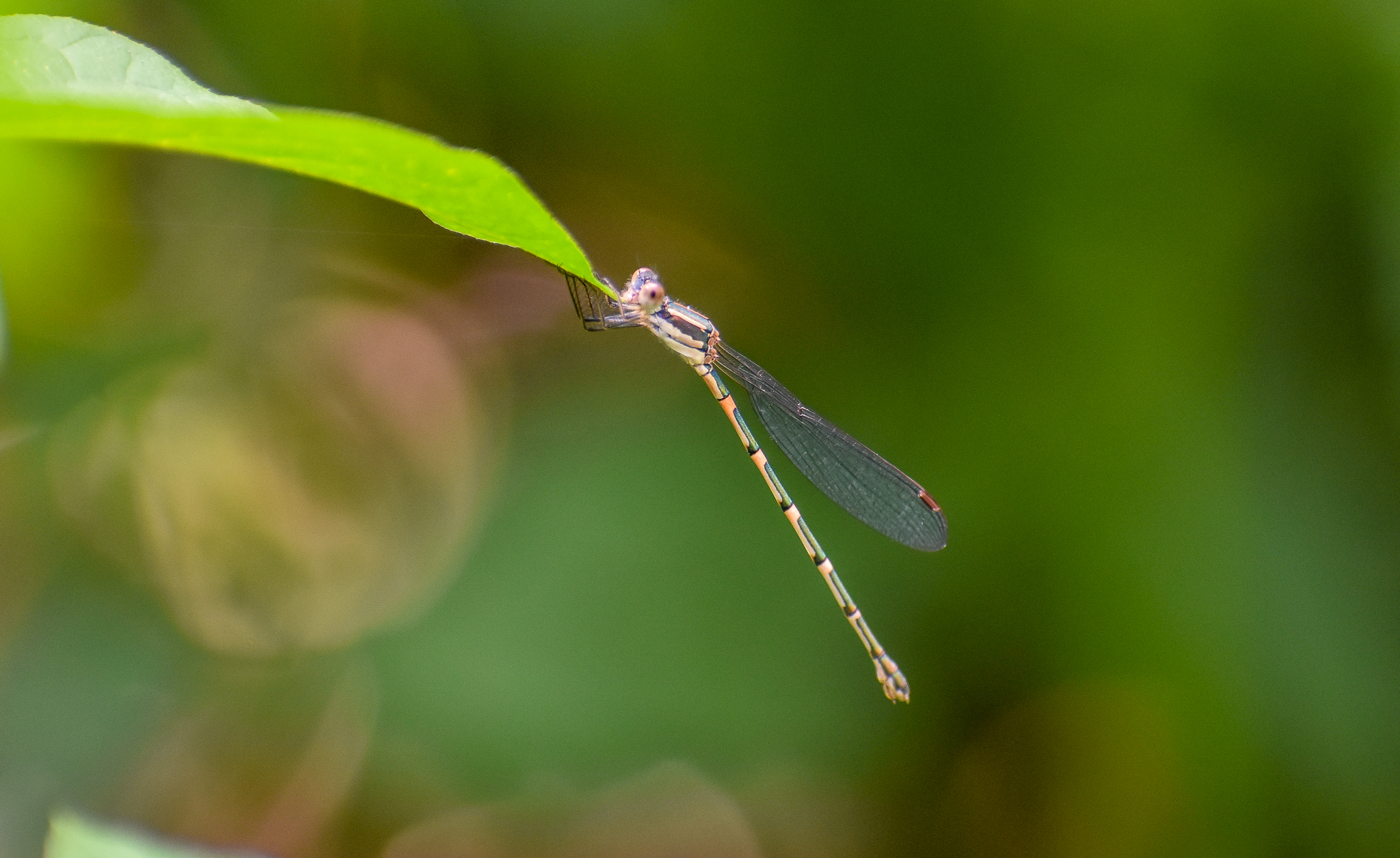 Wandering Ringtail, Austrolestes leda