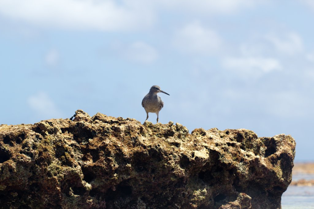 Wandering tattler (Heteroscelus incanus)