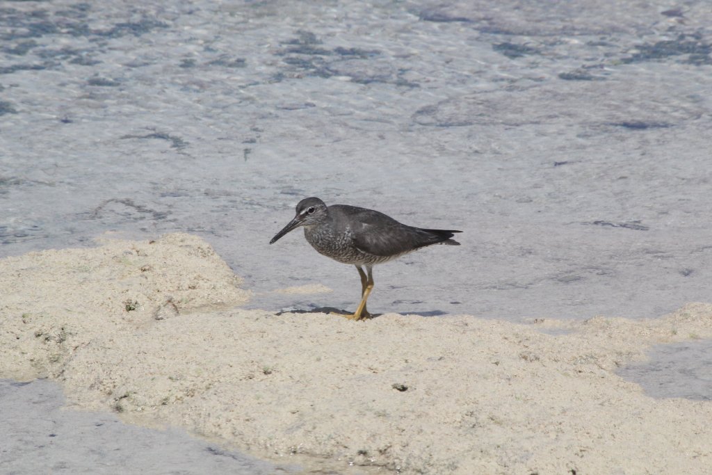 Wandering Tattler (Heteroscelus incanus)