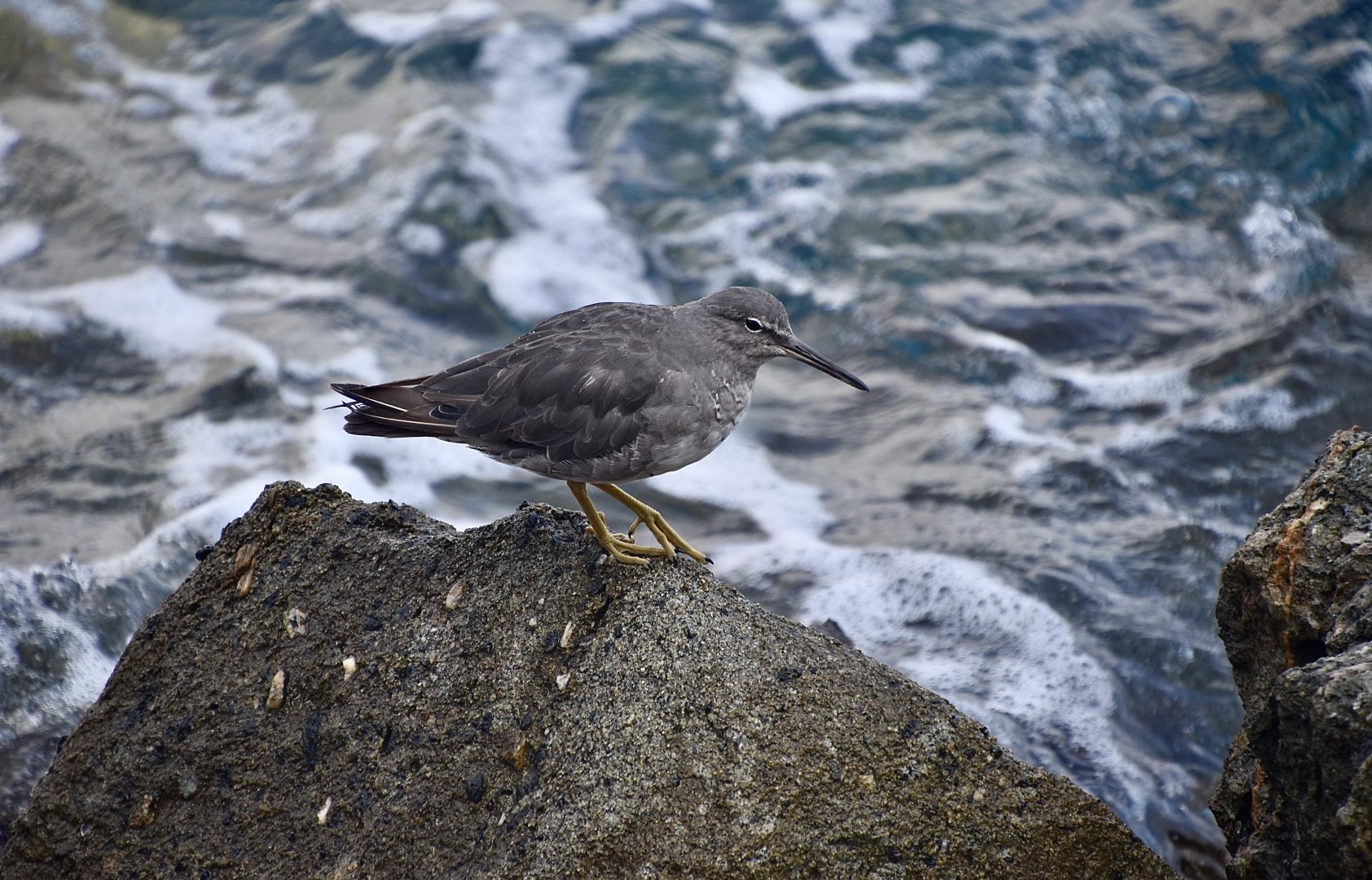 Wandering Tattler (Tringa incana)