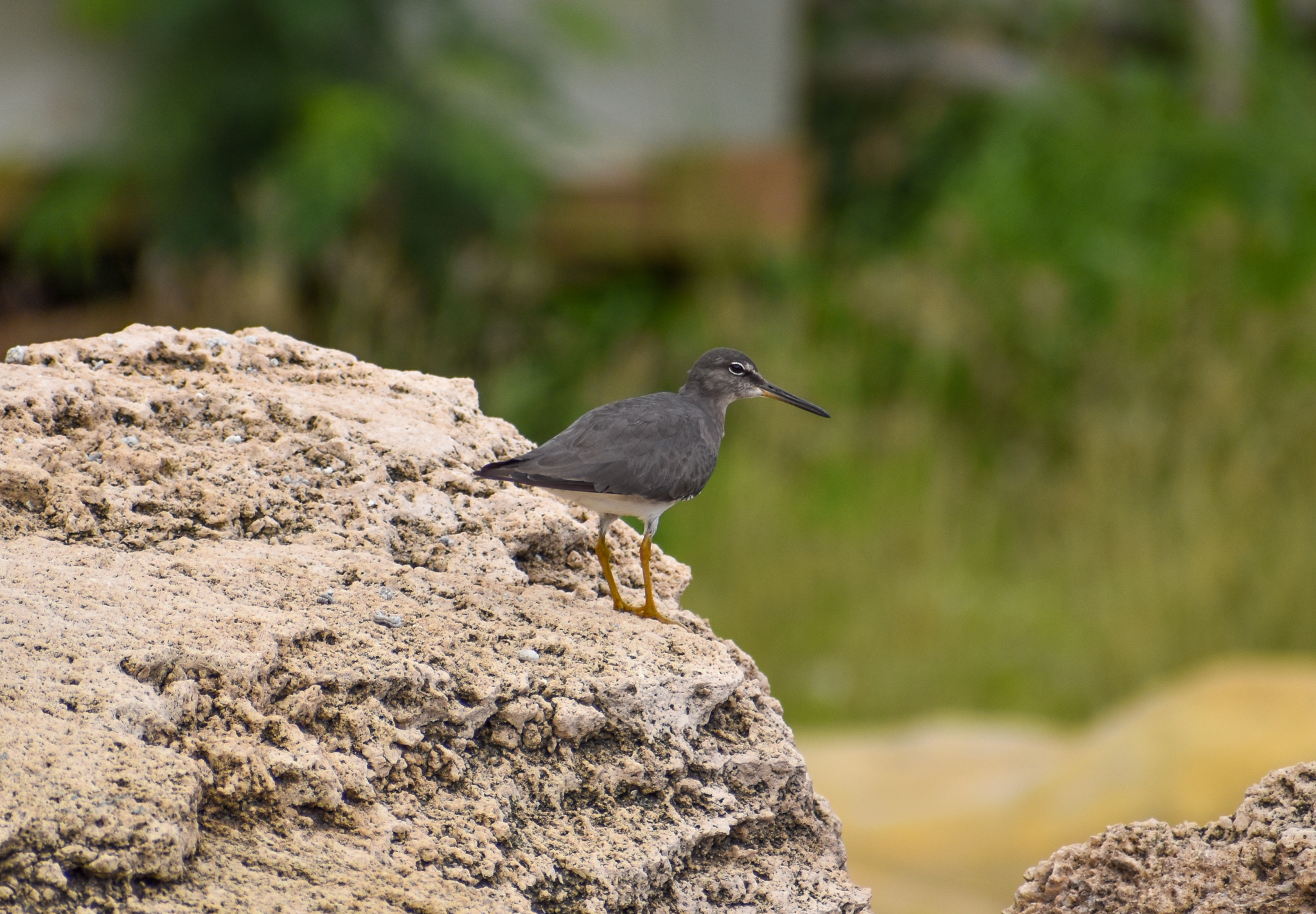 Wandering Tattler