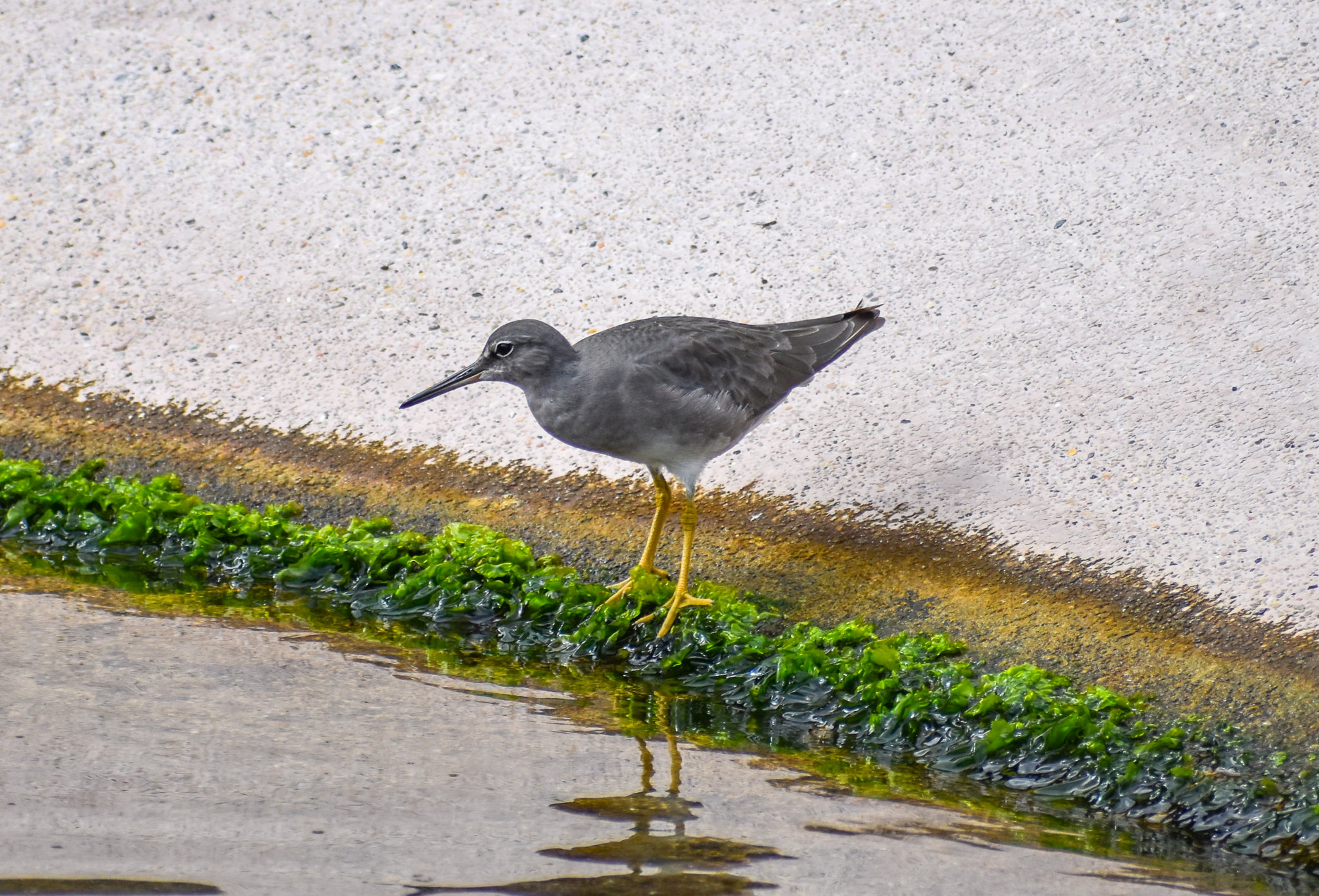Wandering Tattler