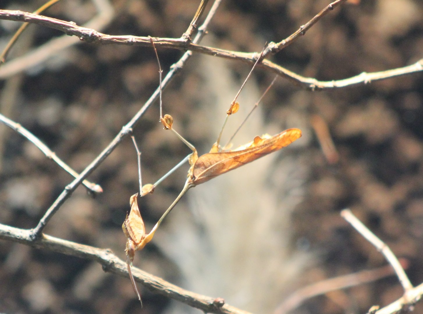 Wandering violin mantis - Gongylus gongylodes