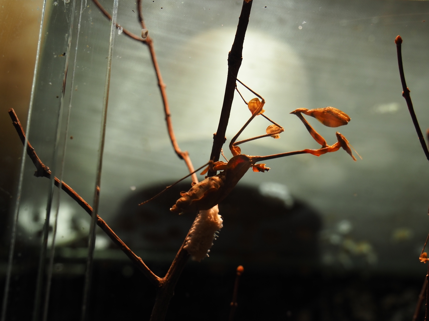 Wandering violin mantis (Gongylus gongylodes)