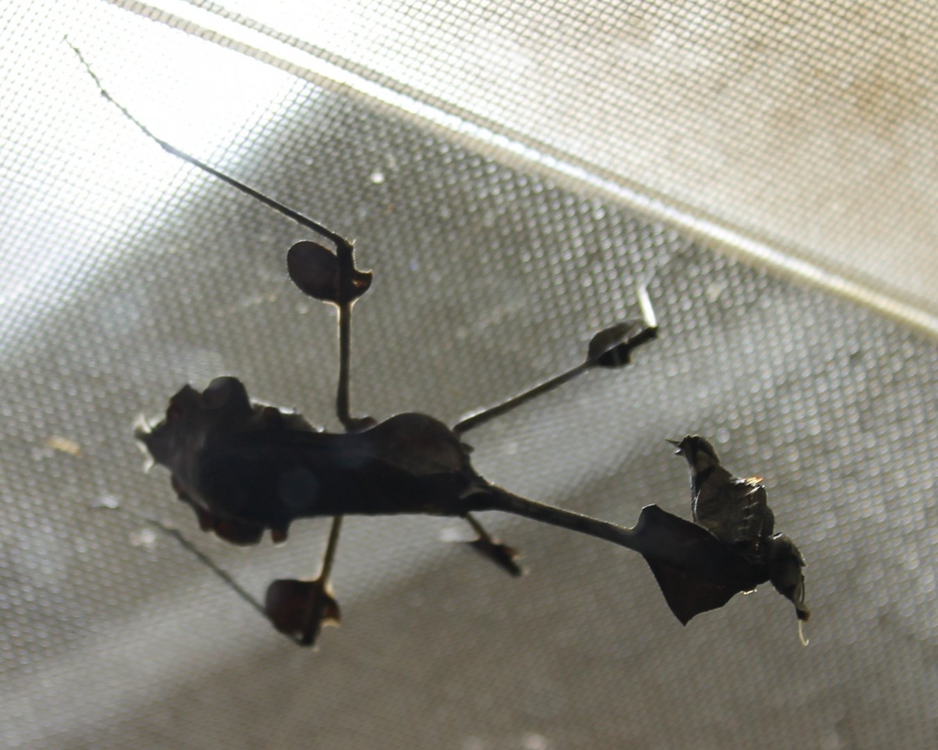 Wandering violin mantis