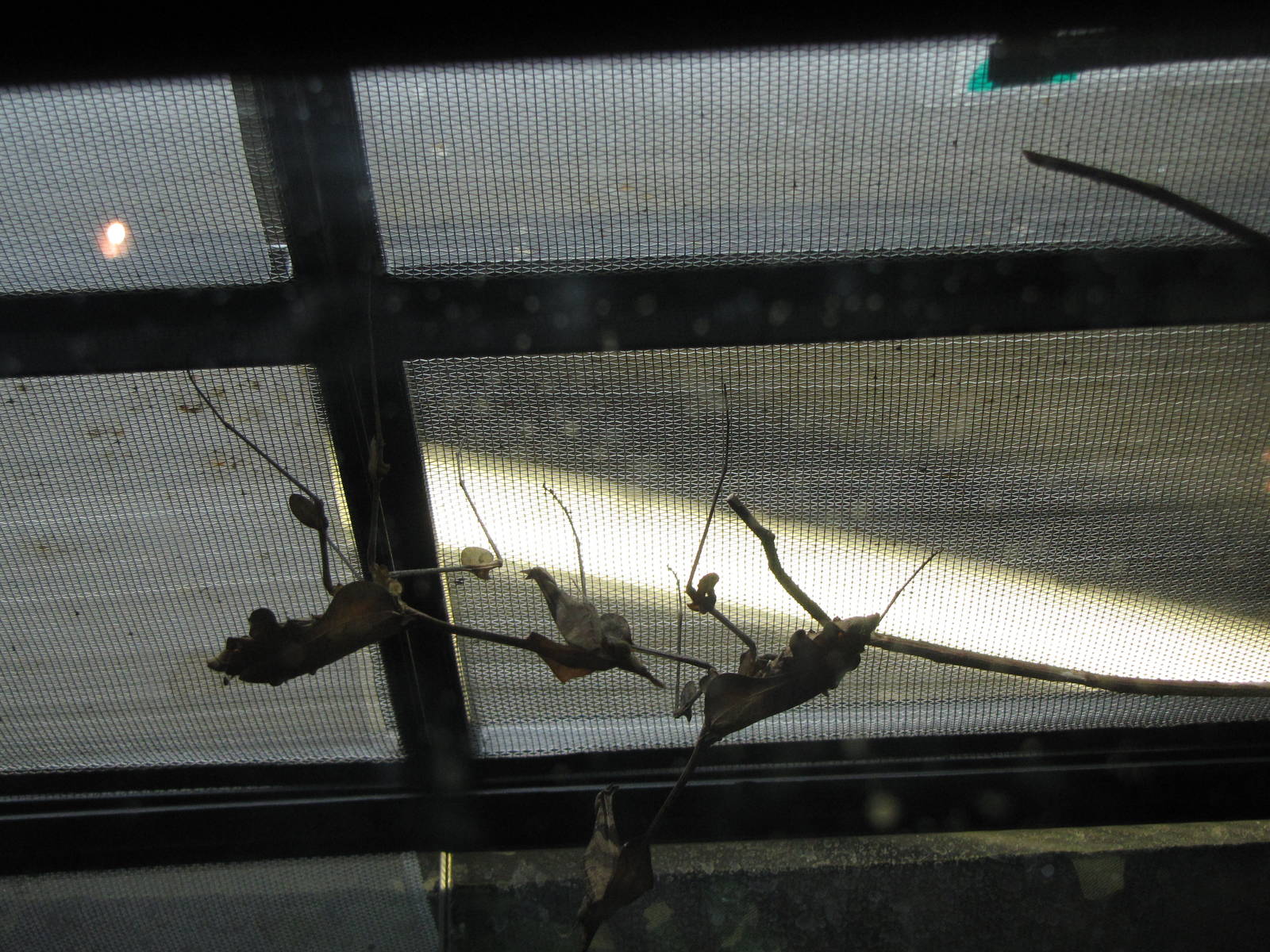 wandering violin mantis