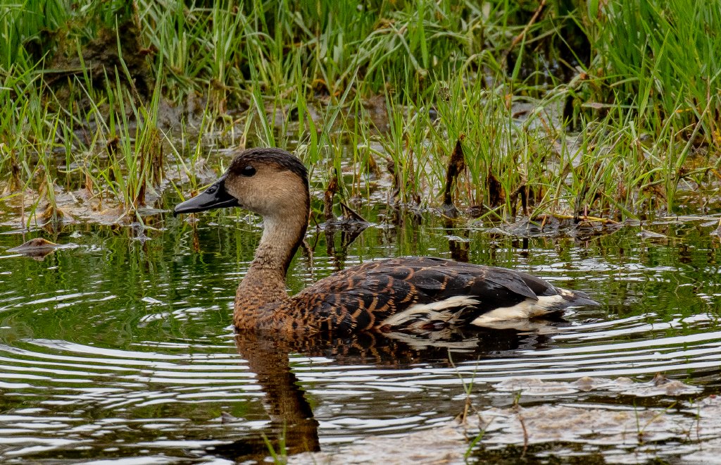 Wandering Whistle Duck - wild bird