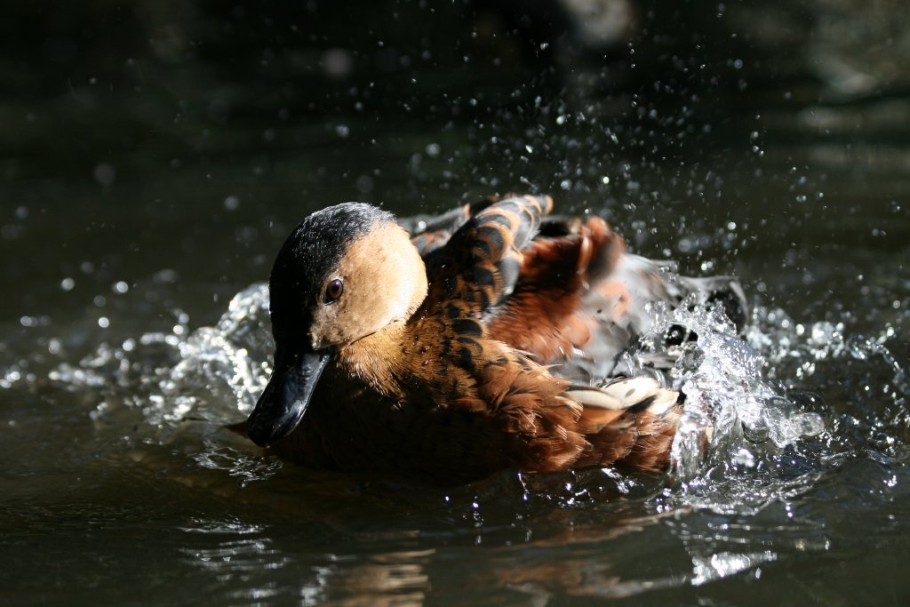 Wandering Whistle Duck