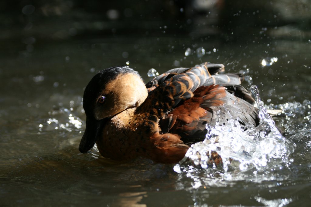 Wandering Whistle Duck