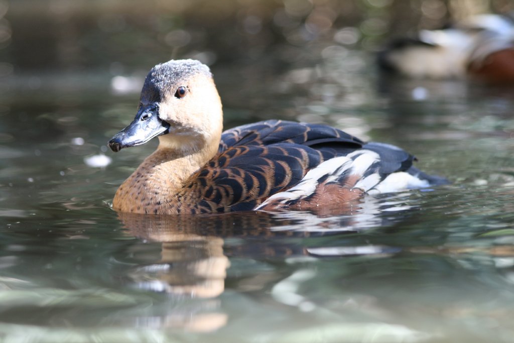 Wandering Whistle Duck