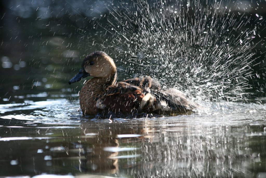 Wandering Whistle Duck