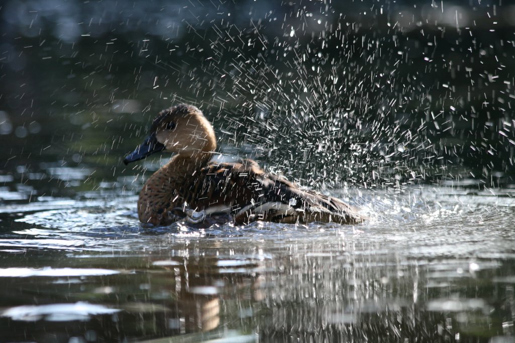 Wandering Whistle Duck