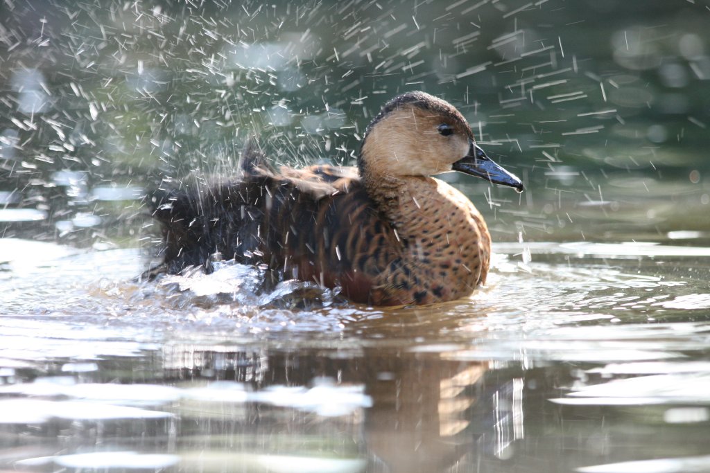 Wandering Whistle Duck