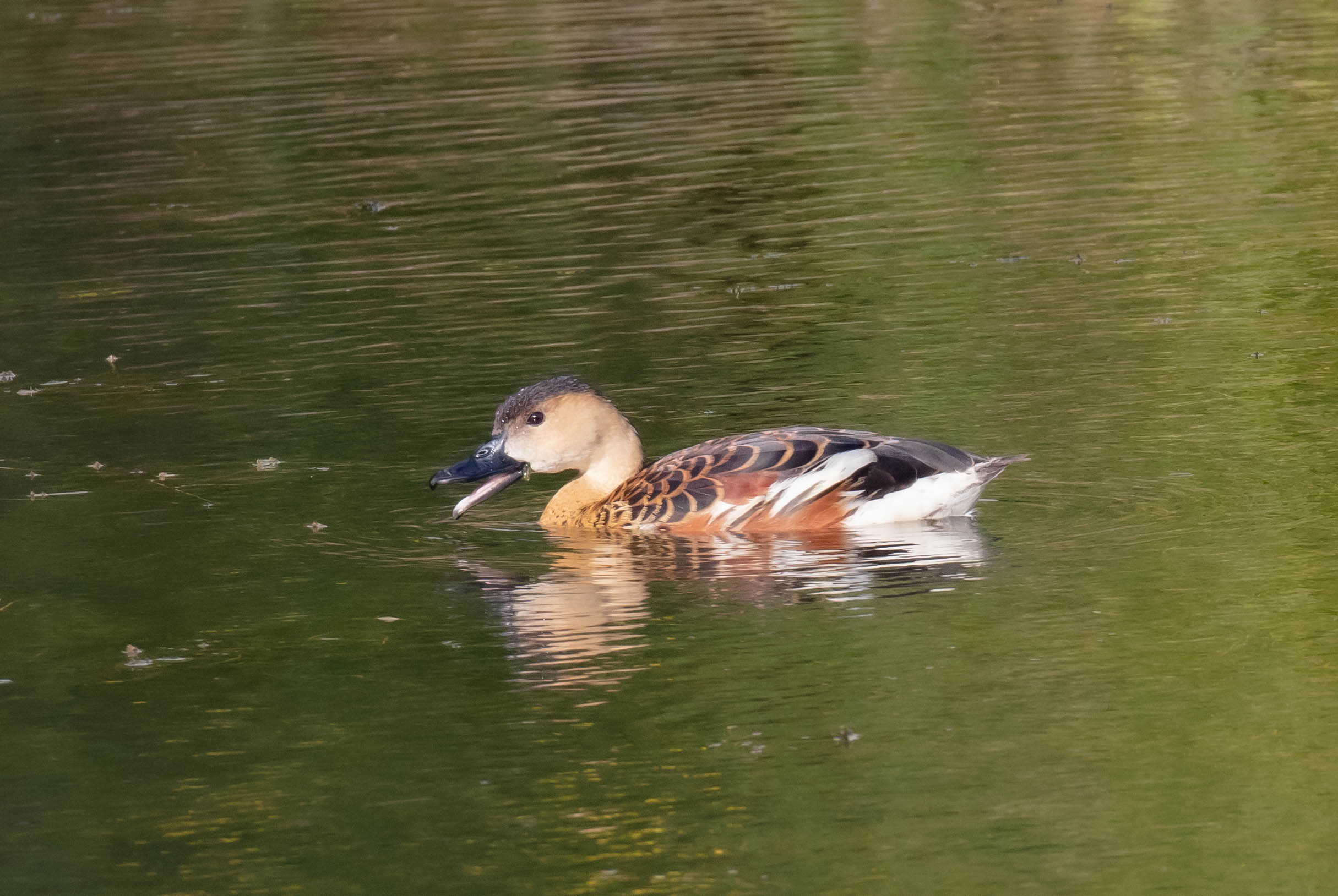 Wandering Whistle-duck