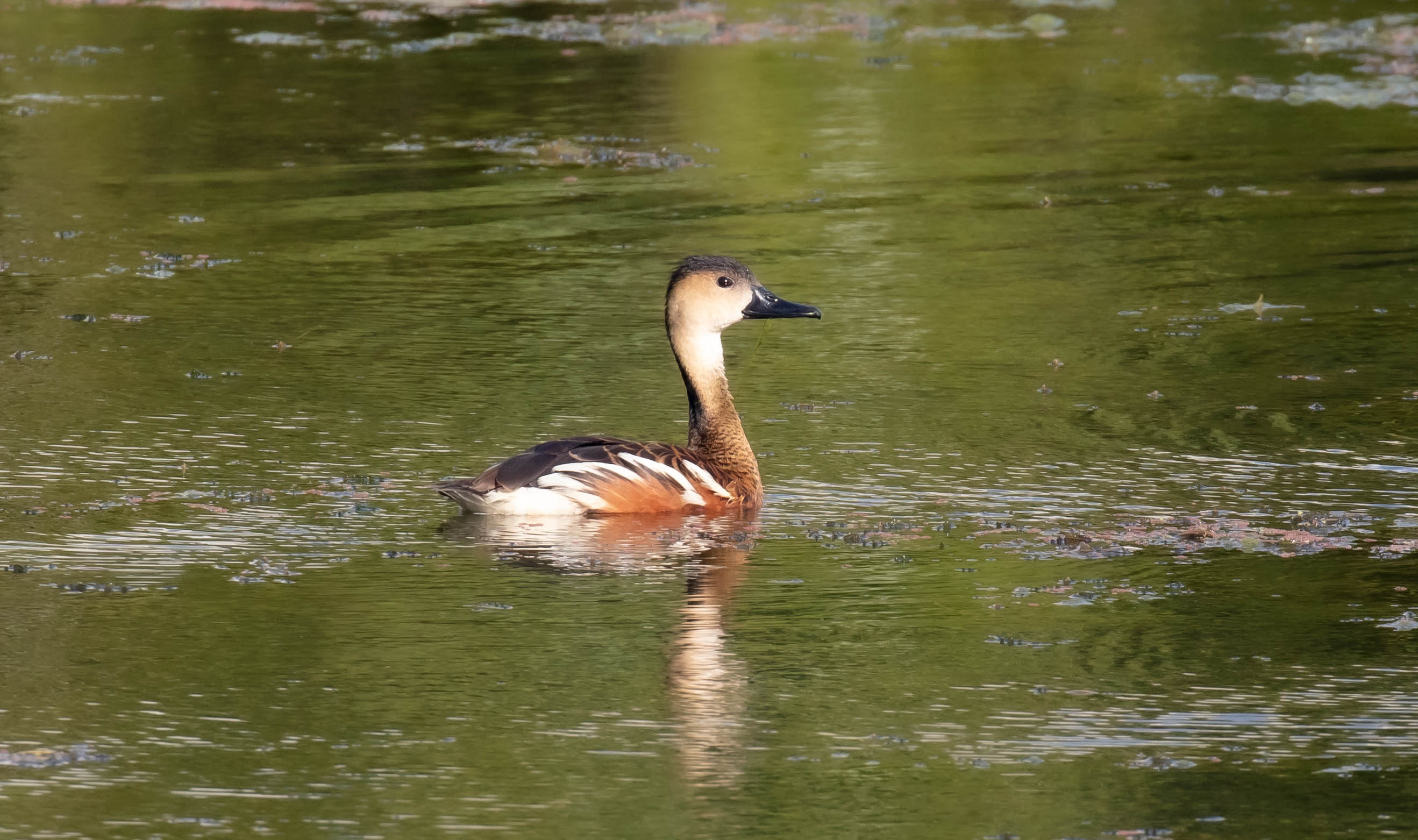 Wandering Whistle-duck