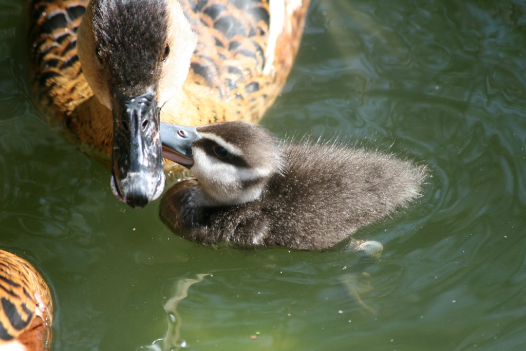 Wandering Whistle-duckling