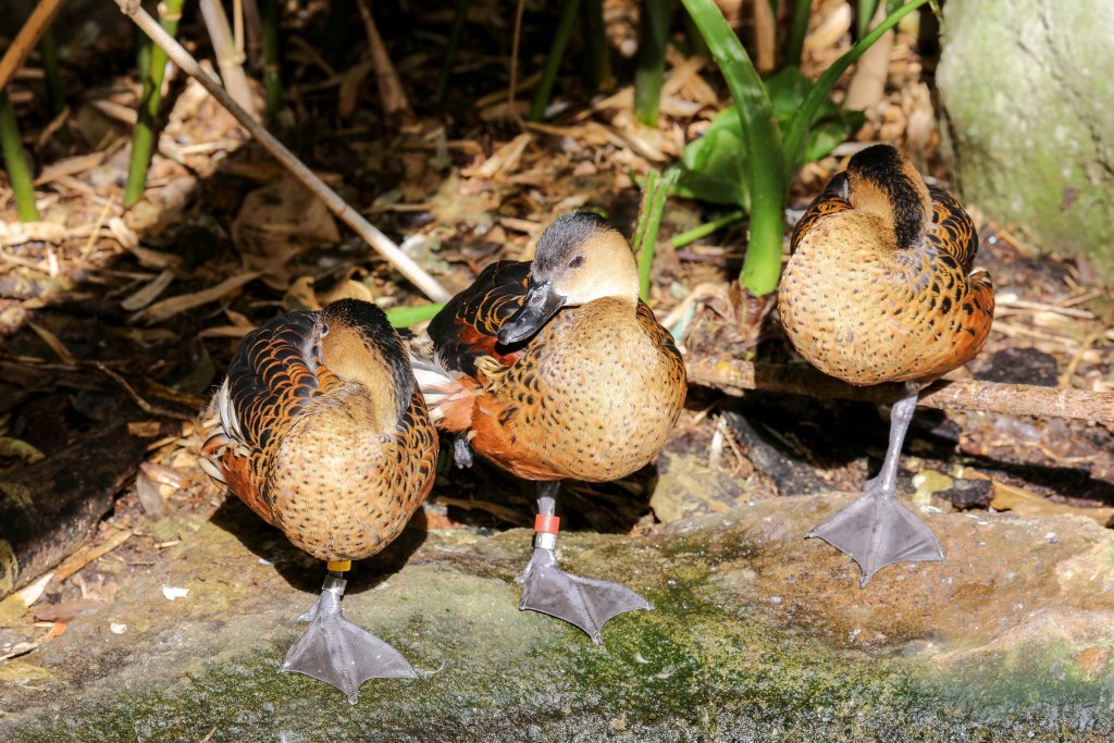 Wandering Whistle-ducks