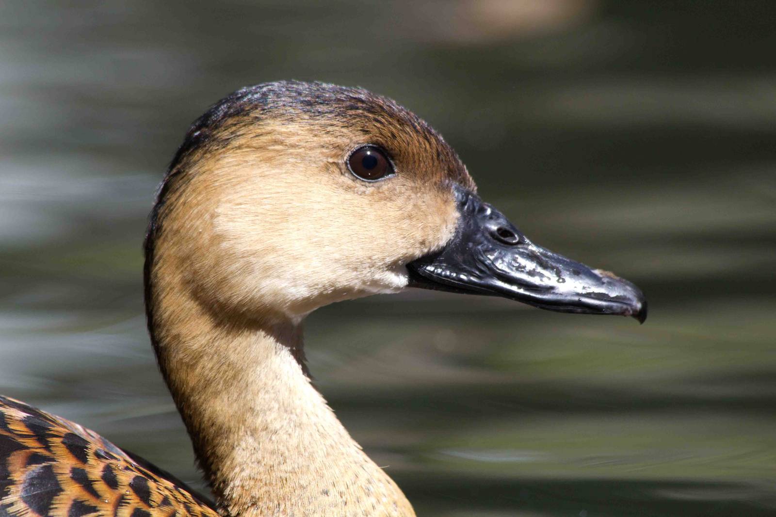 Wandering Whistleduck portrait