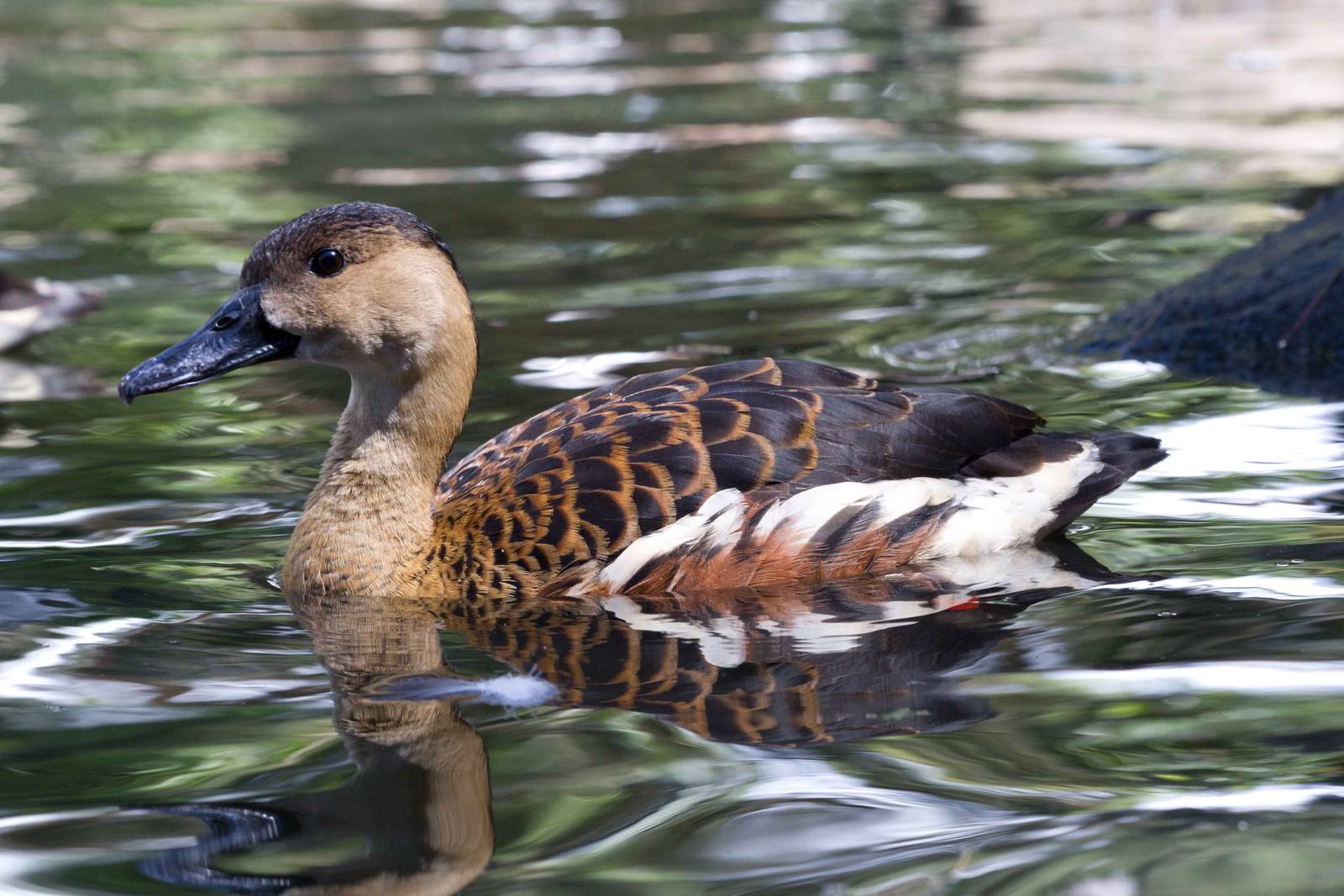 Wandering Whistleduck