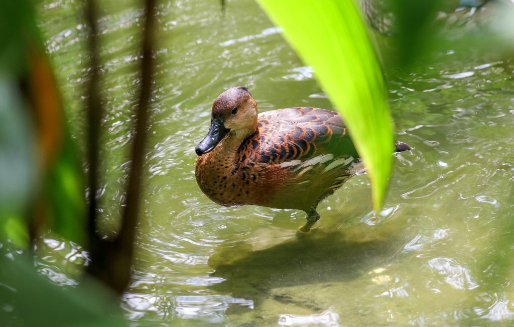 Wandering Whistleduck