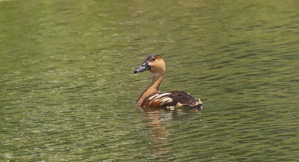 Wandering Whistleduck