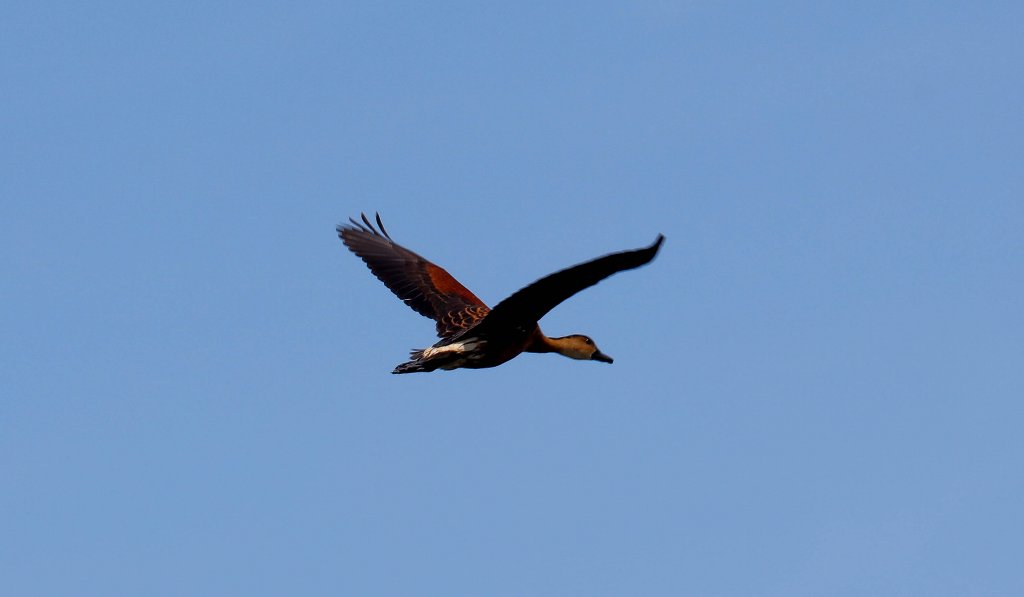 Wandering Whistleduck