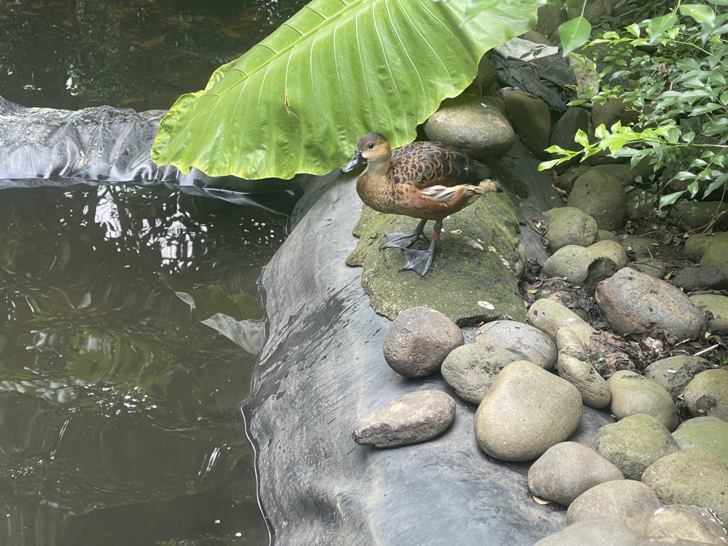 wandering whistling duck (dendrocygna arcuata) (1) - aviary park