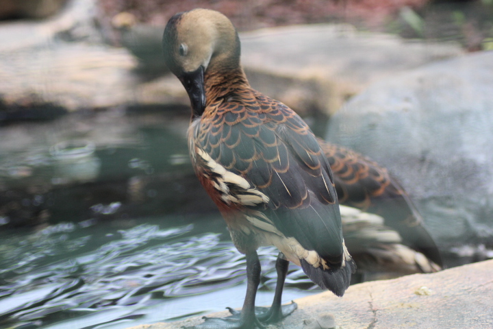 Wandering whistling duck (Dendrocygna arcuata arcuata)