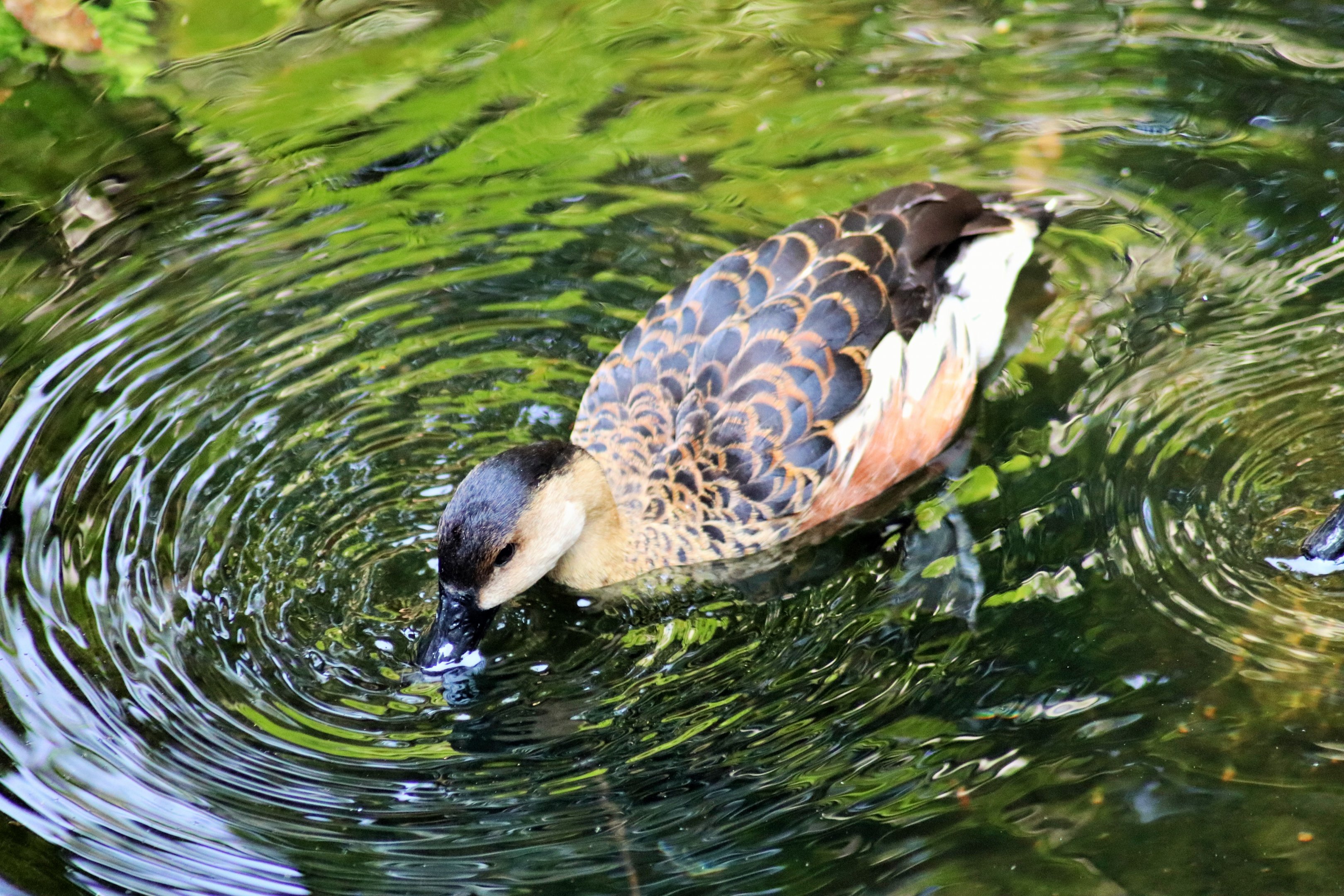 Wandering Whistling Duck (Dendrocygna arcuata)