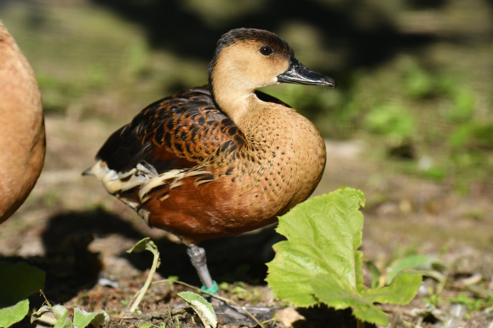 Wandering Whistling-Duck Dendrocygna arcuata