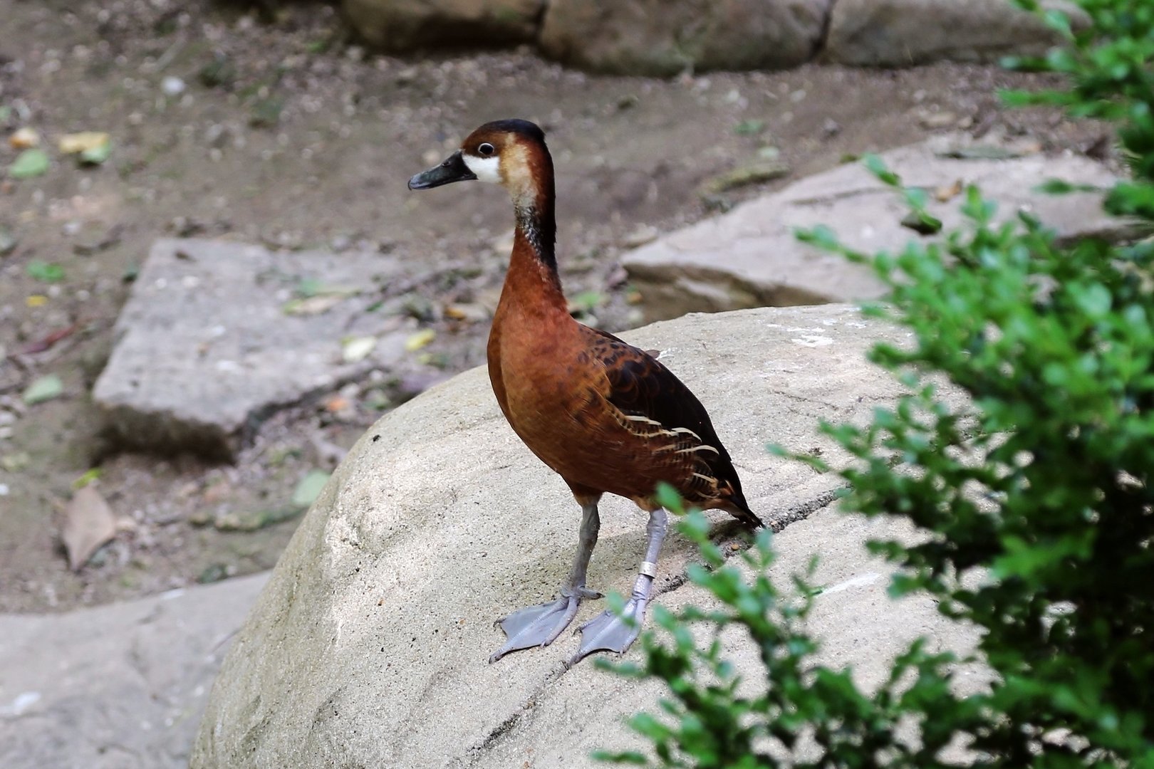 Wandering Whistling Duck (Dendrocygna arcuata)