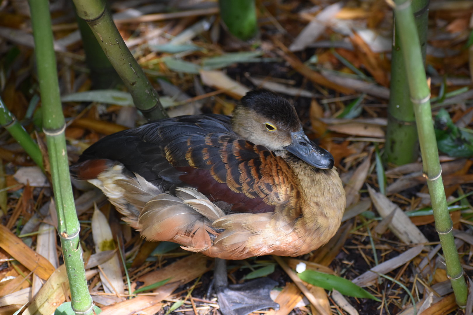 Wandering Whistling Duck - Dendrocygna arcuata