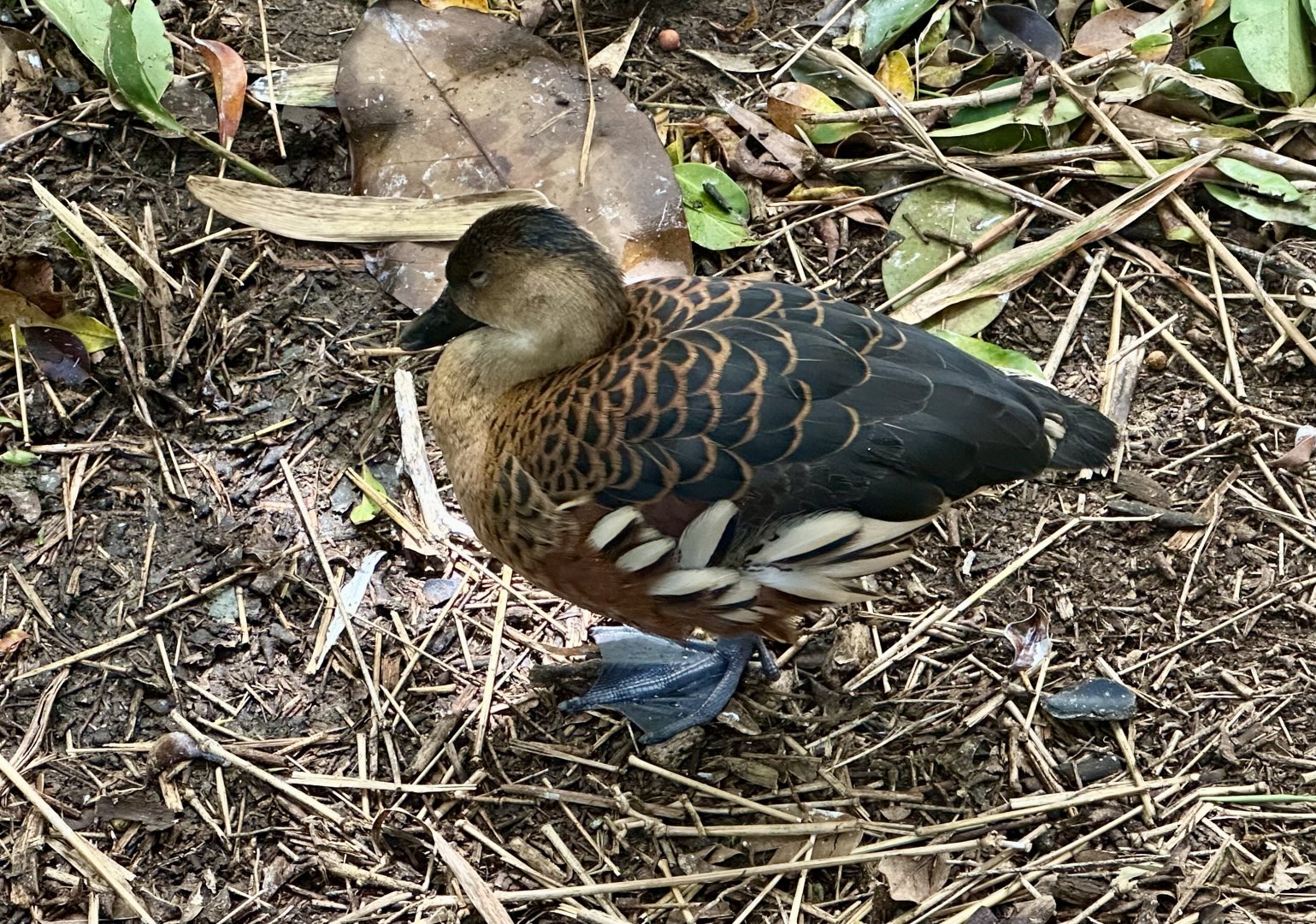 Wandering whistling duck (Dendrocygna arcuata)