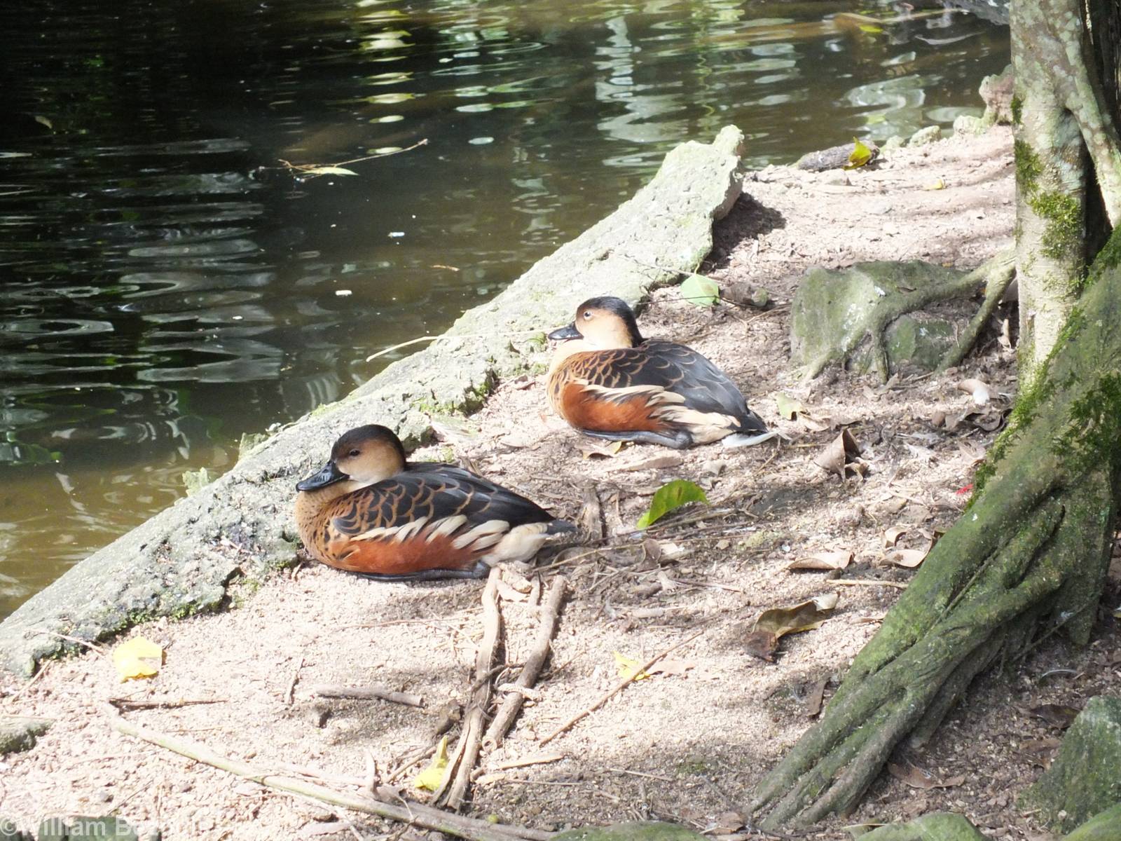 Wandering Whistling Duck