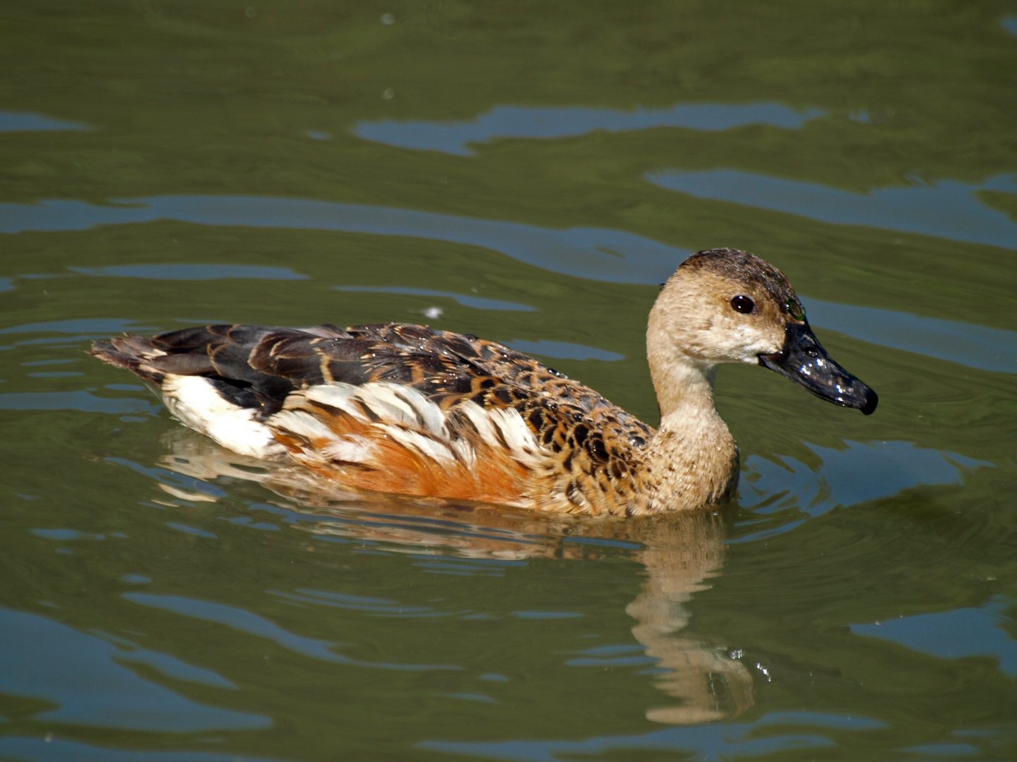 Wandering whistling duck?