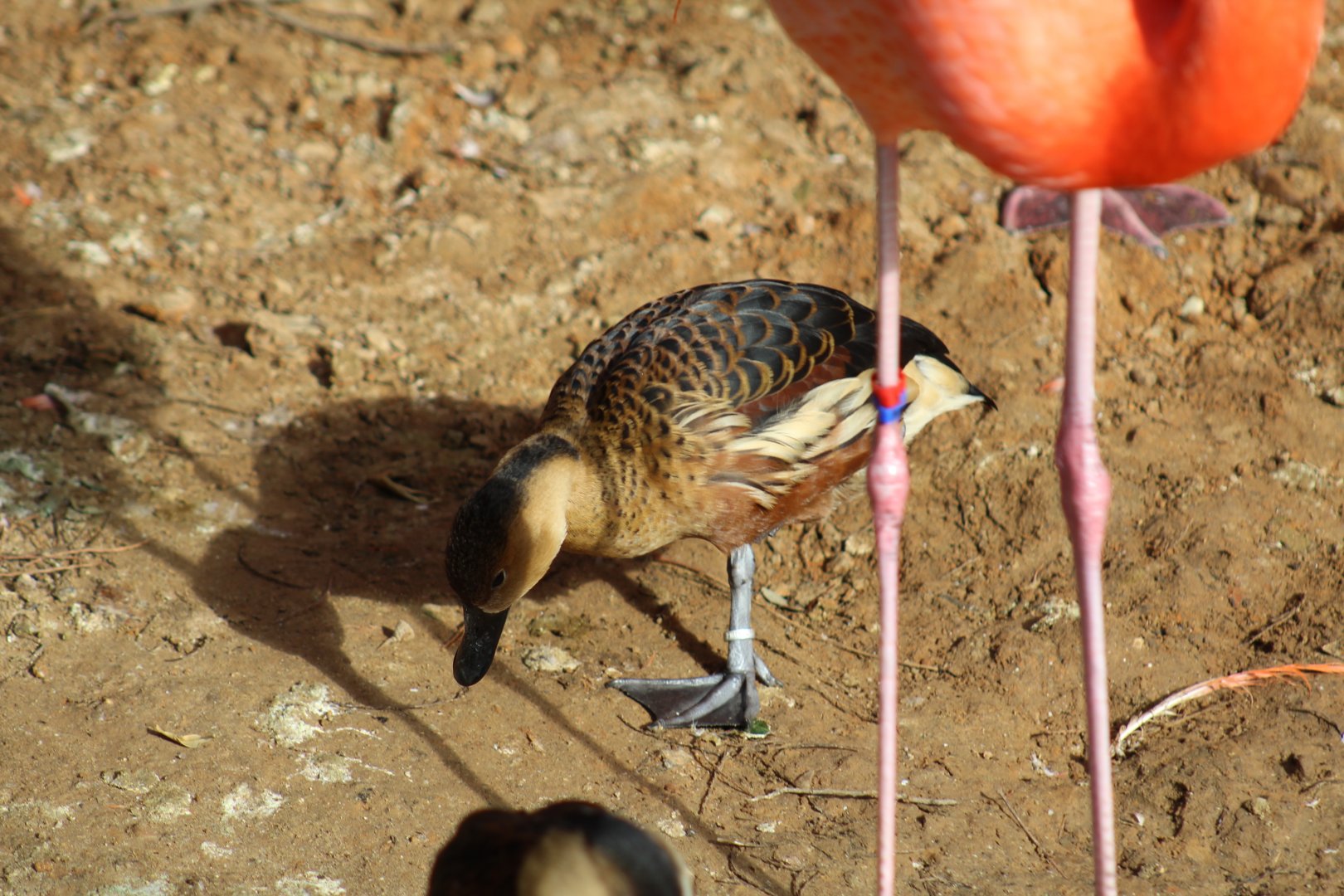 Wandering Whistling-Duck