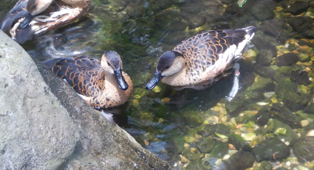 Wandering Whistling Duck