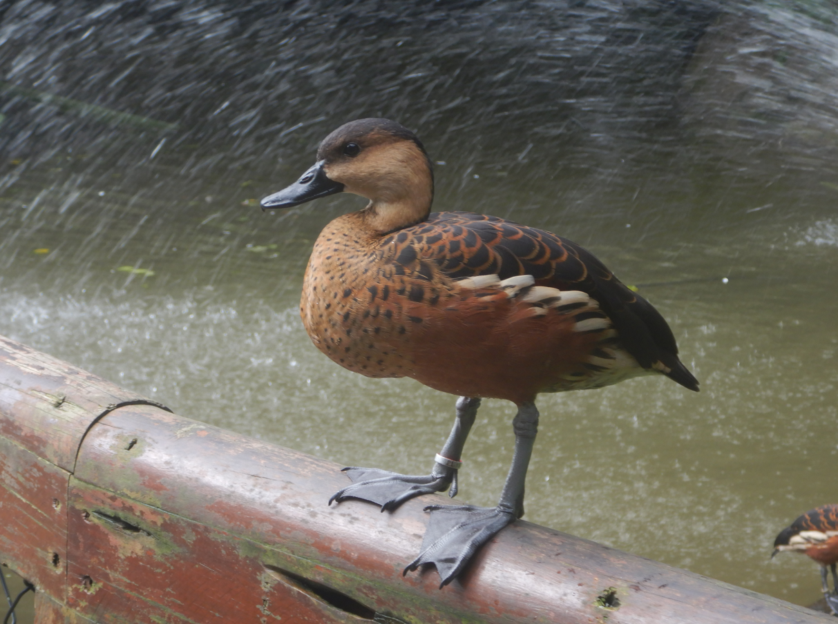 Wandering Whistling-Duck
