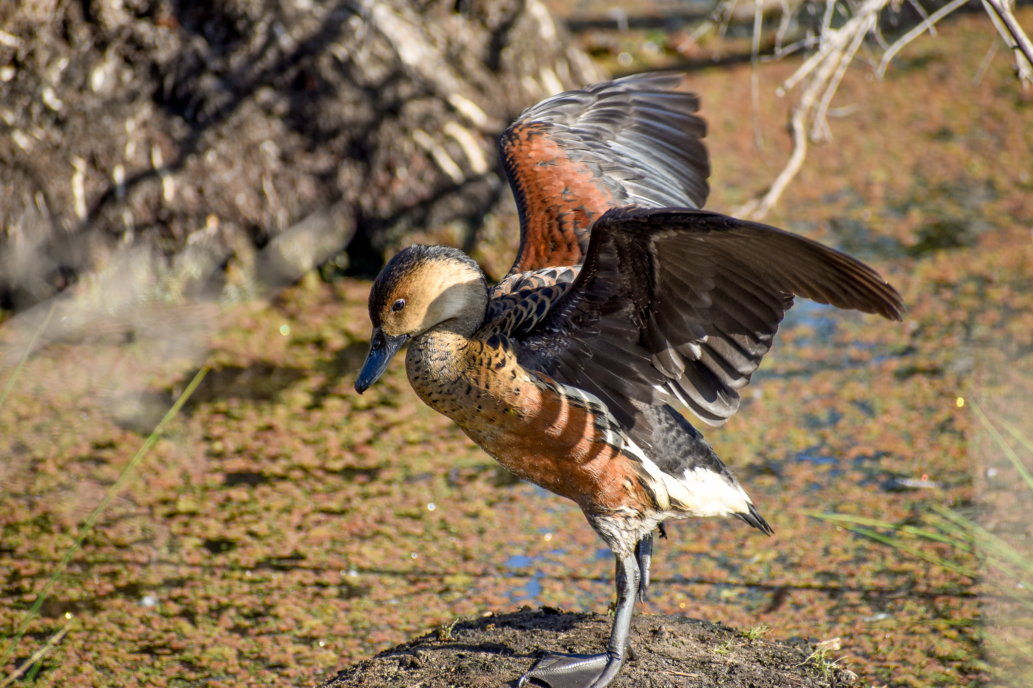 Wandering Whistling-Duck