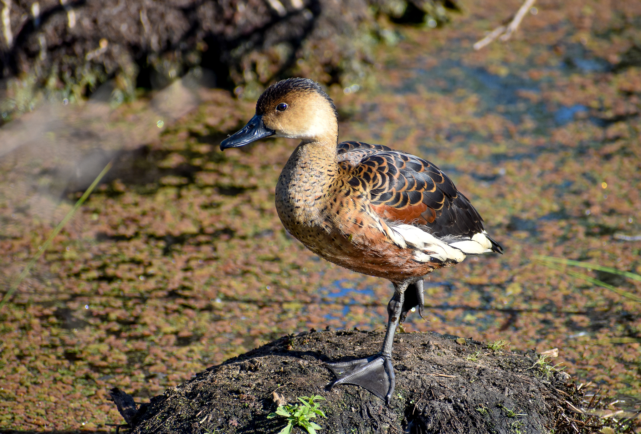 Wandering Whistling-Duck