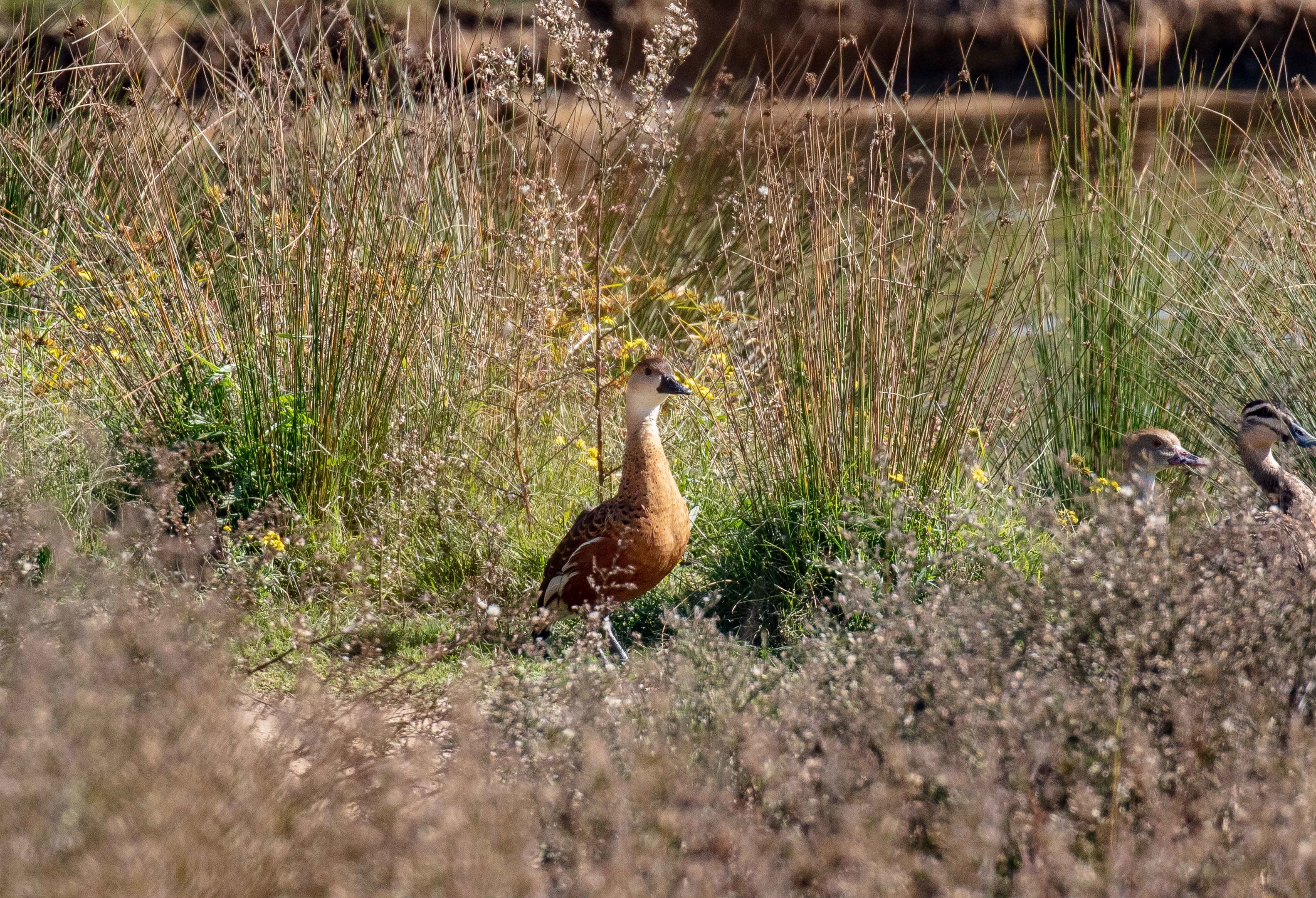 Wandering Whistling-duck
