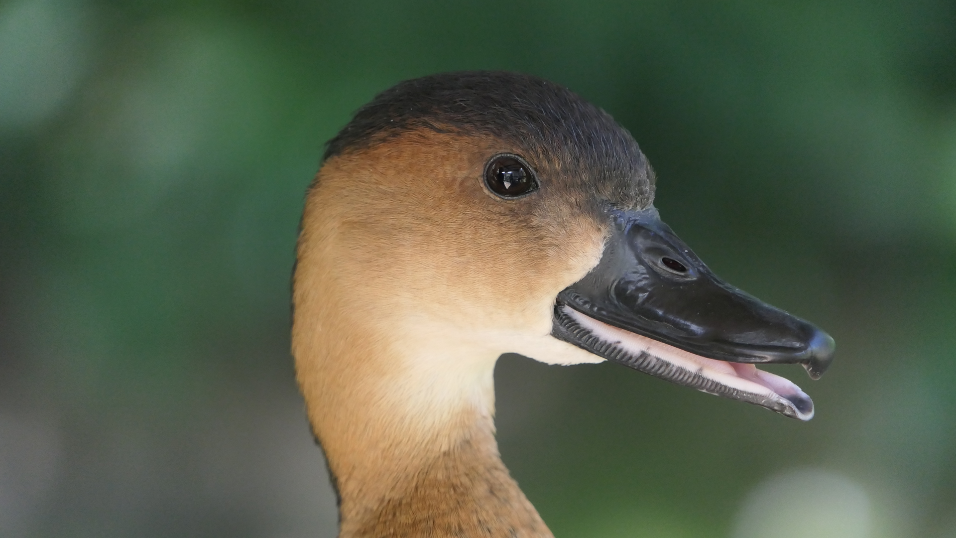 Wandering Whistling-Duck